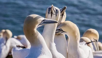 “娄超”揭幕战二次开票，今日16:00正式开售门票